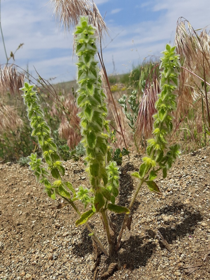 Sideritis lanata
