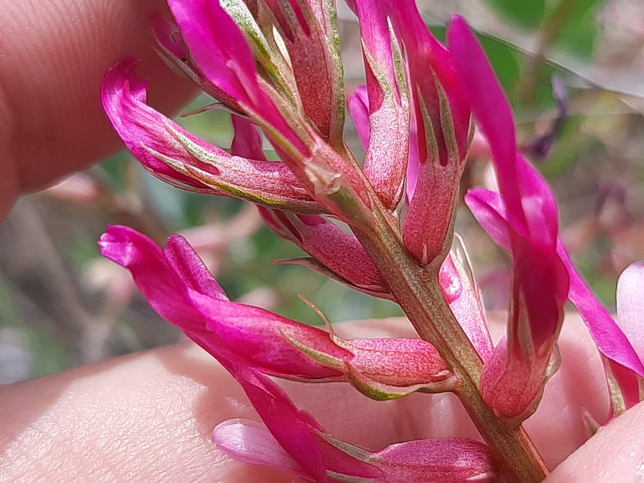 Astragalus yildirimlii