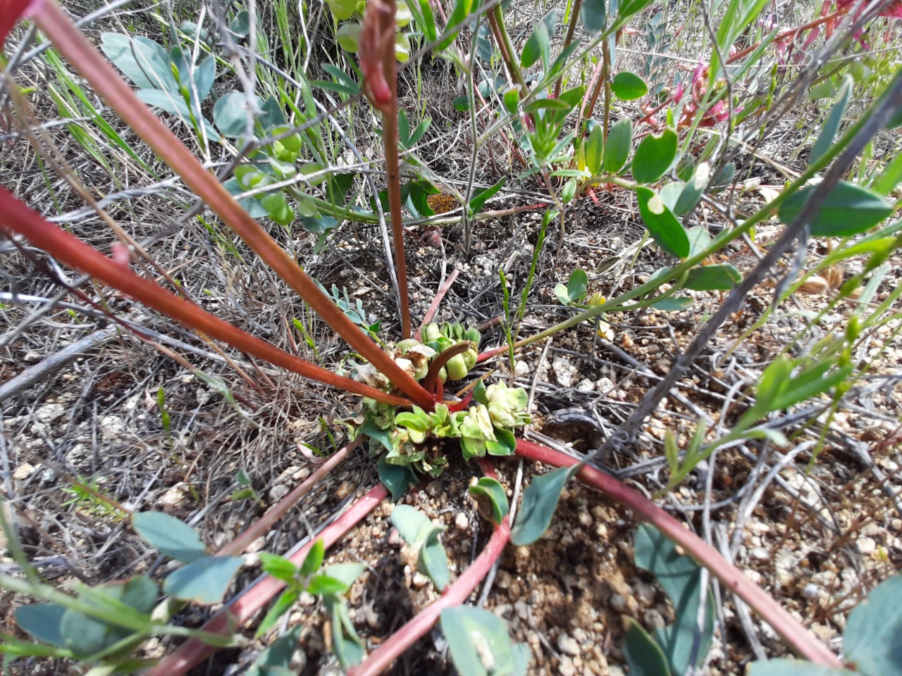 Astragalus yildirimlii