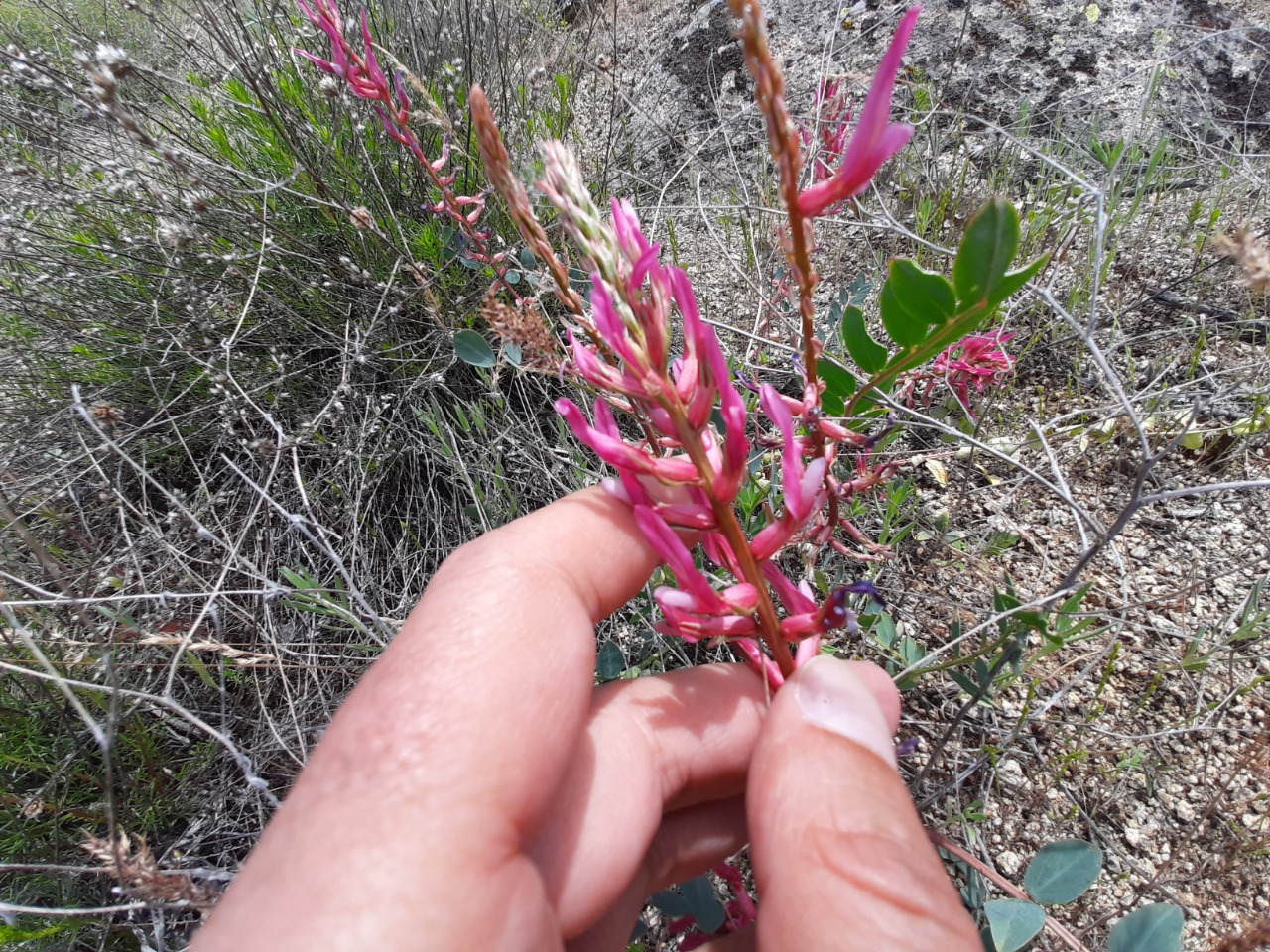 Astragalus yildirimlii