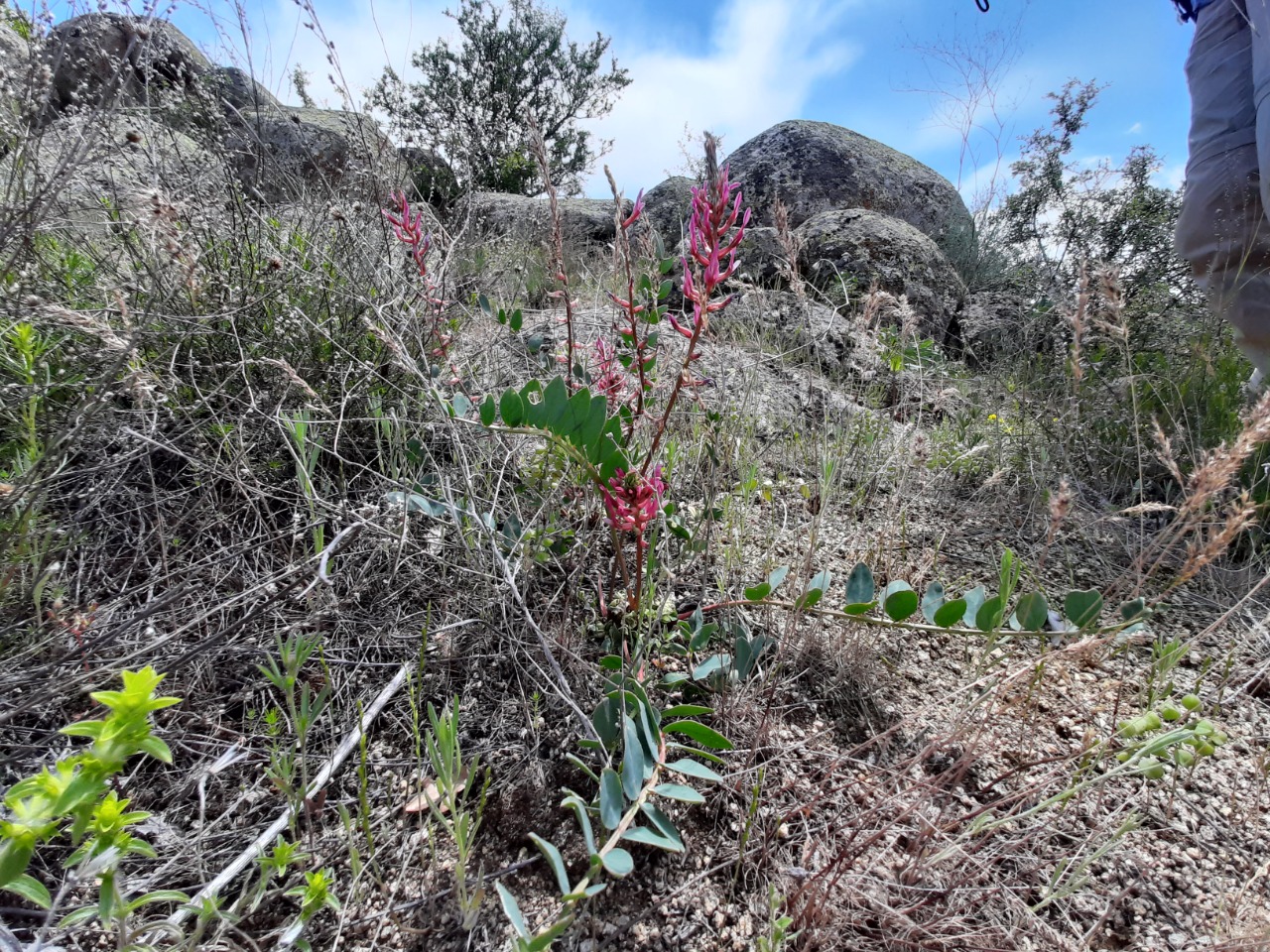 Astragalus yildirimlii