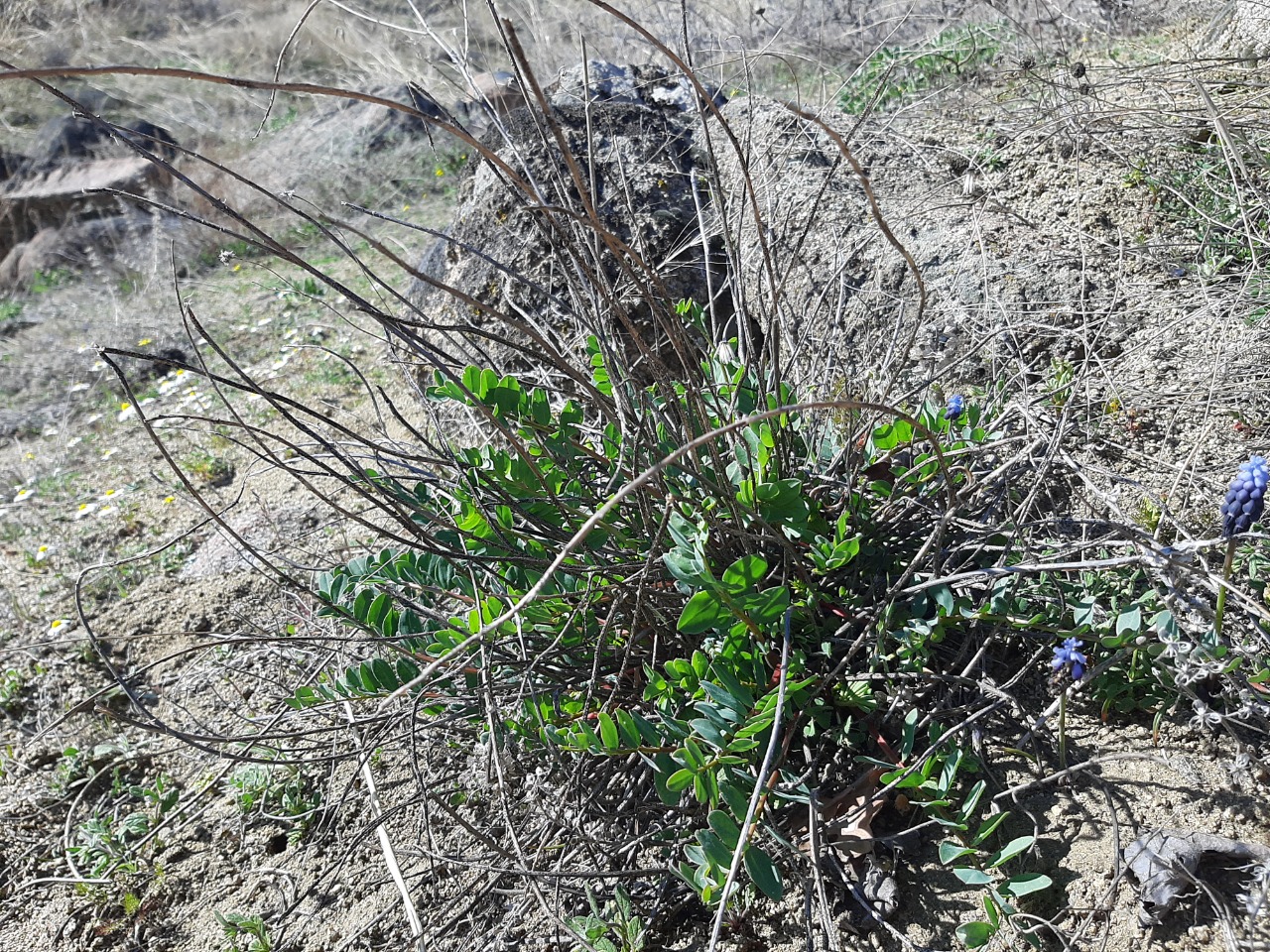 Astragalus yildirimlii