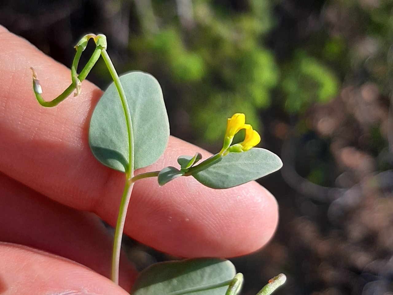 Coronilla scorpioides