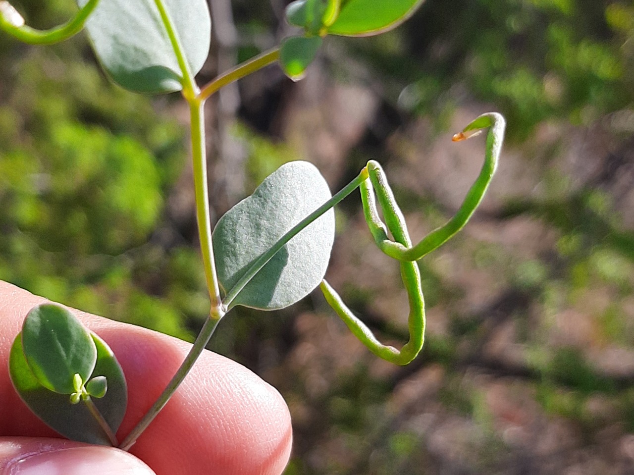 Coronilla scorpioides