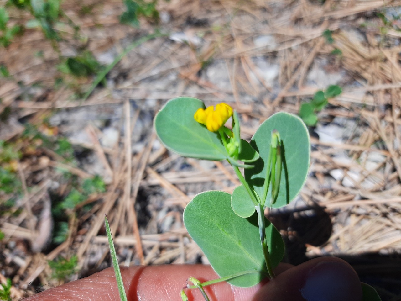 Coronilla scorpioides