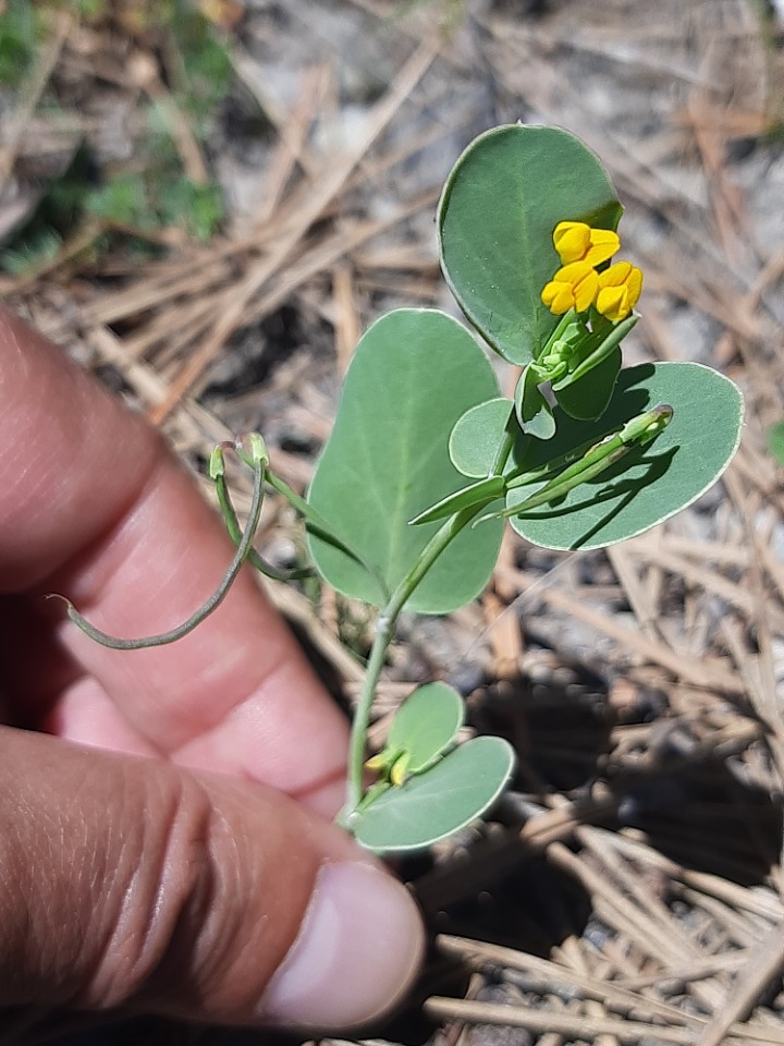 Coronilla scorpioides