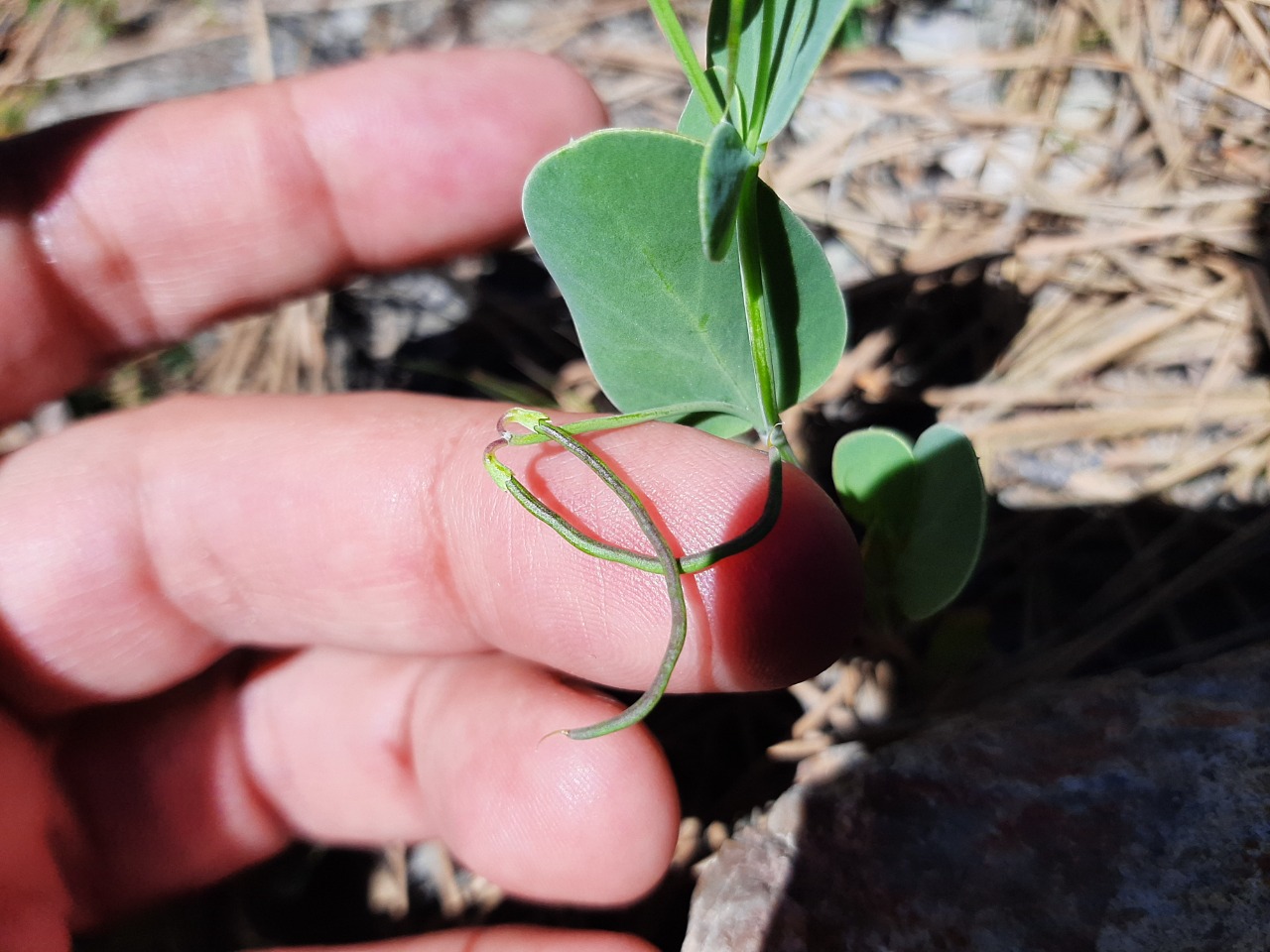 Coronilla scorpioides
