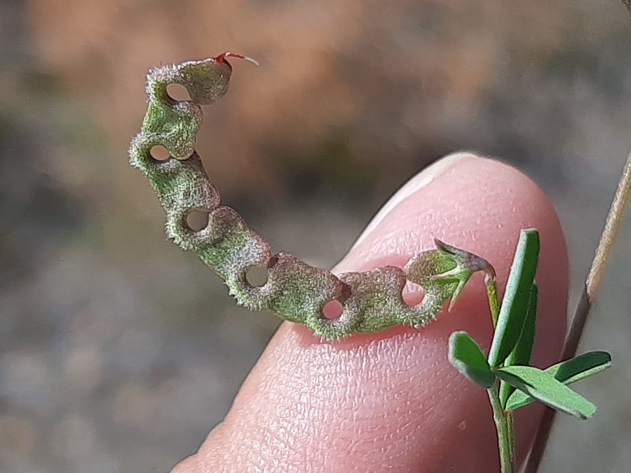 Hippocrepis ciliata