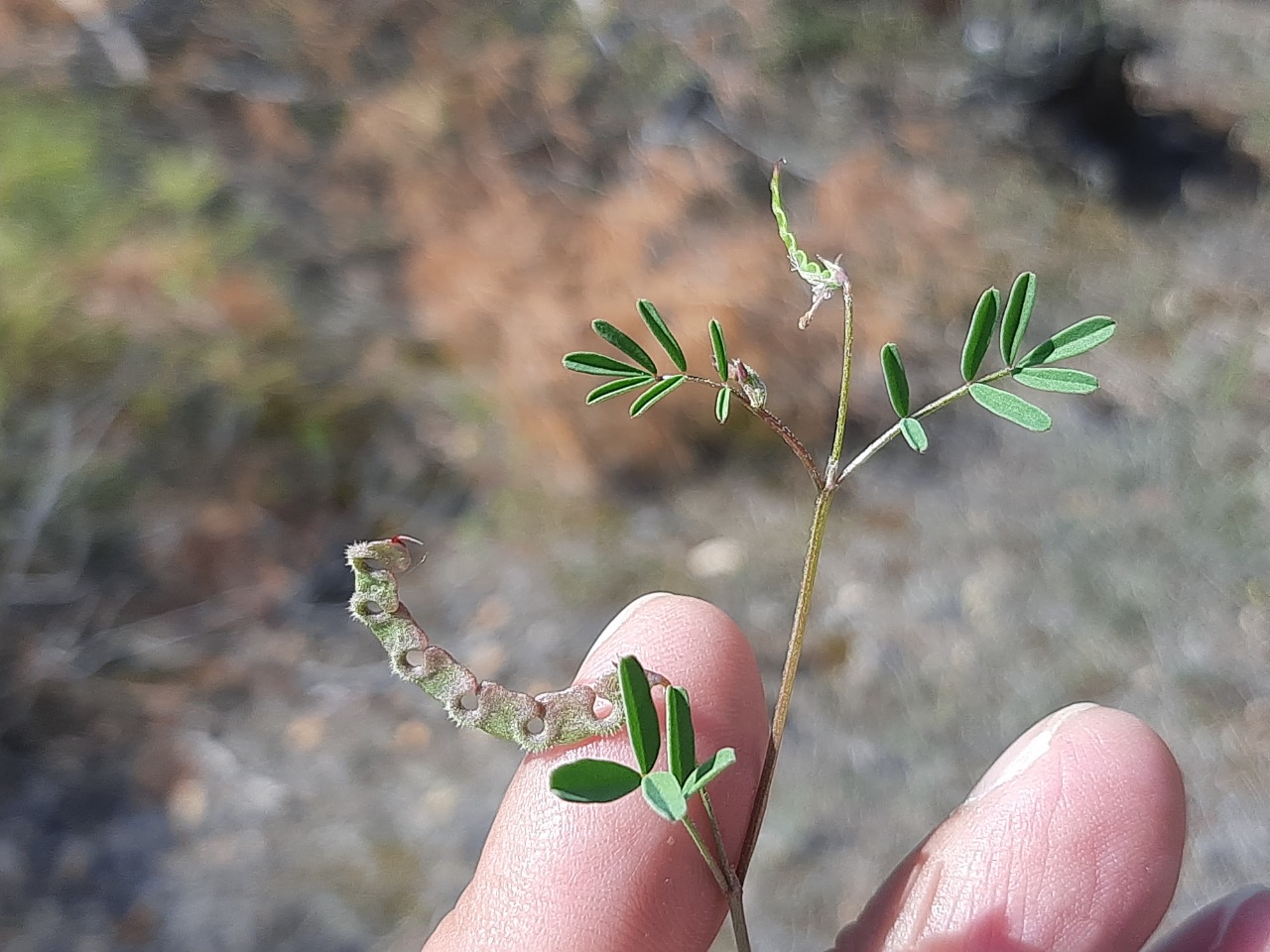 Hippocrepis ciliata