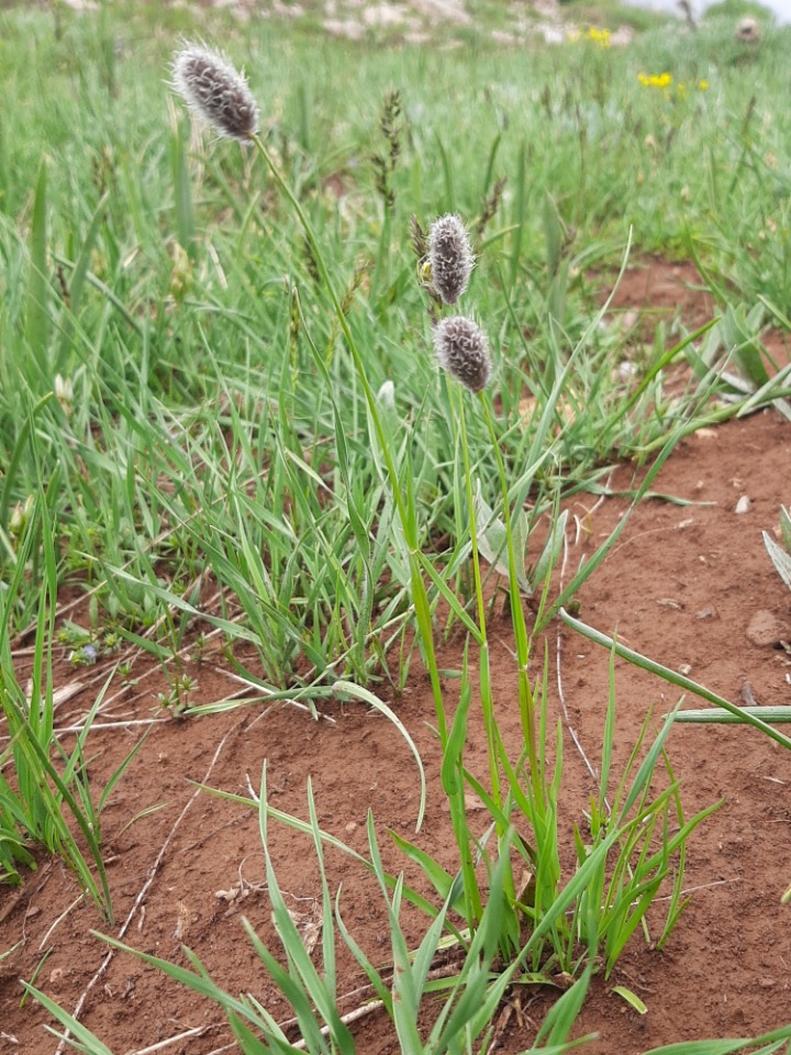 Phleum alpinum