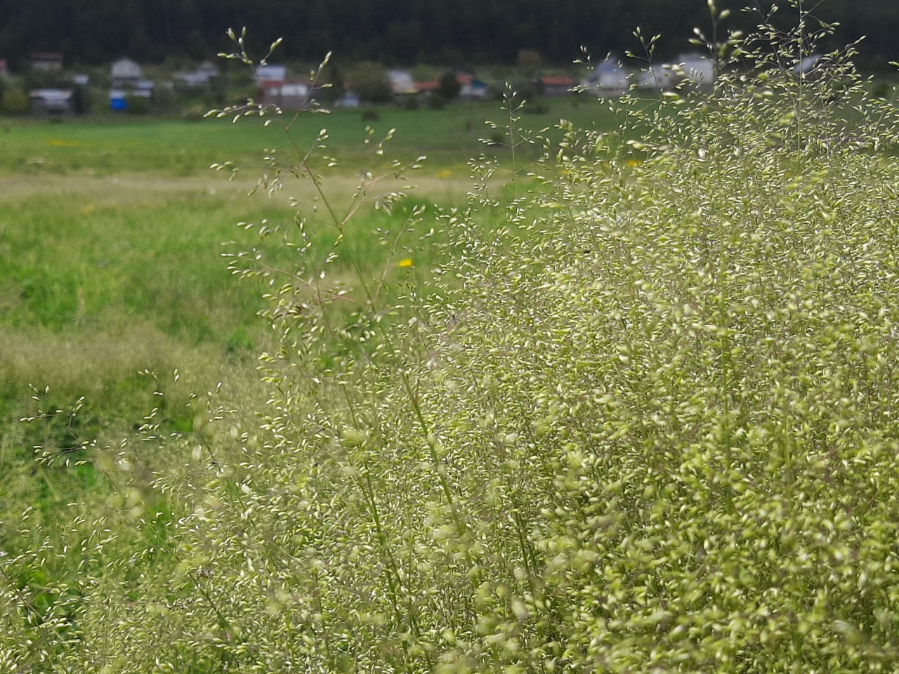 Agrostis canina