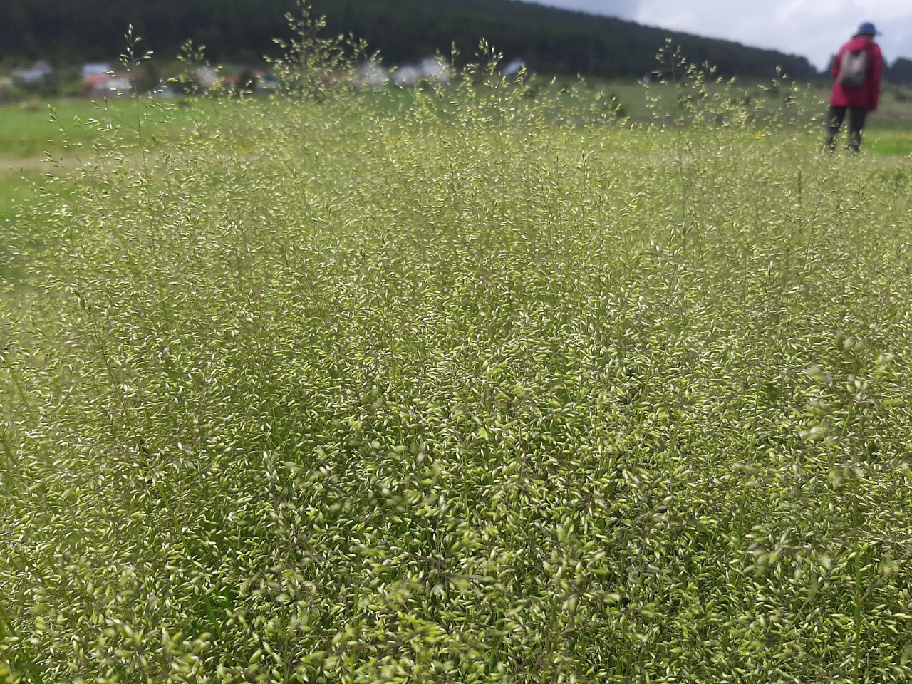 Agrostis canina