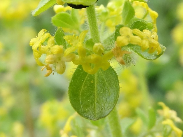 Cruciata laevipes