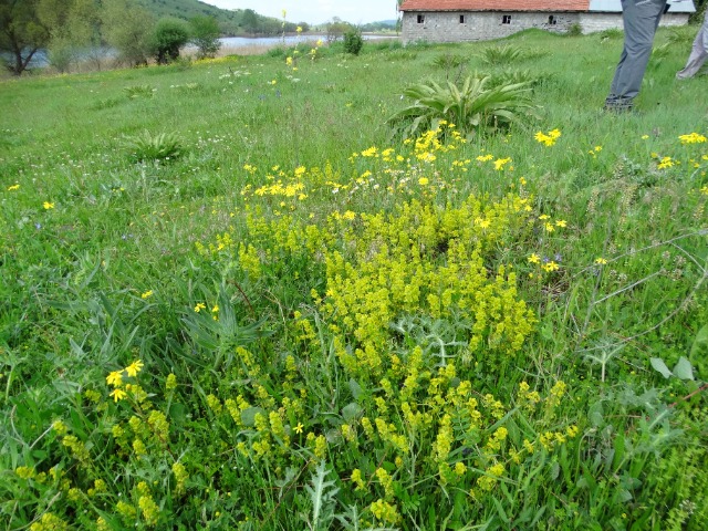 Cruciata laevipes