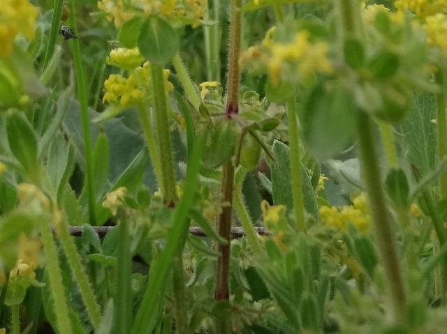 Cruciata laevipes