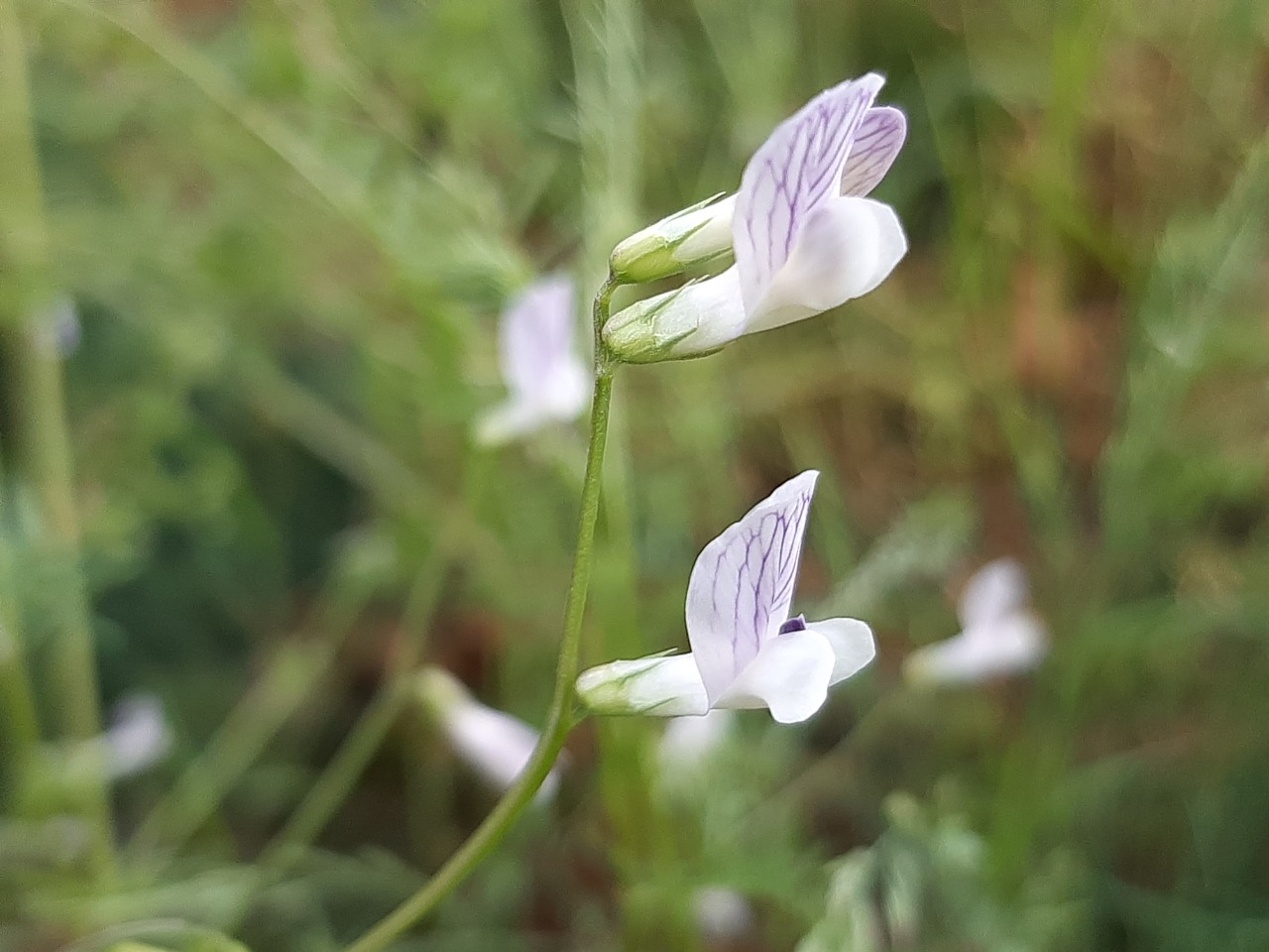 Vicia hirsuta