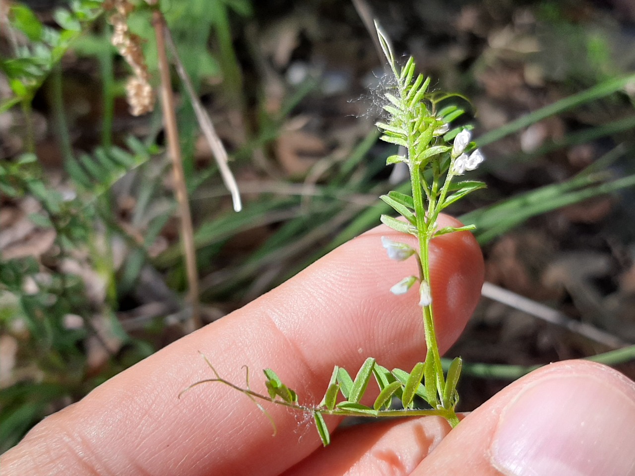 Vicia hirsuta