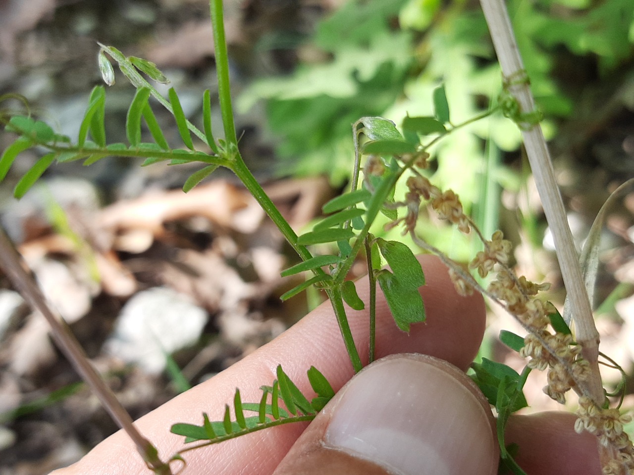 Vicia hirsuta