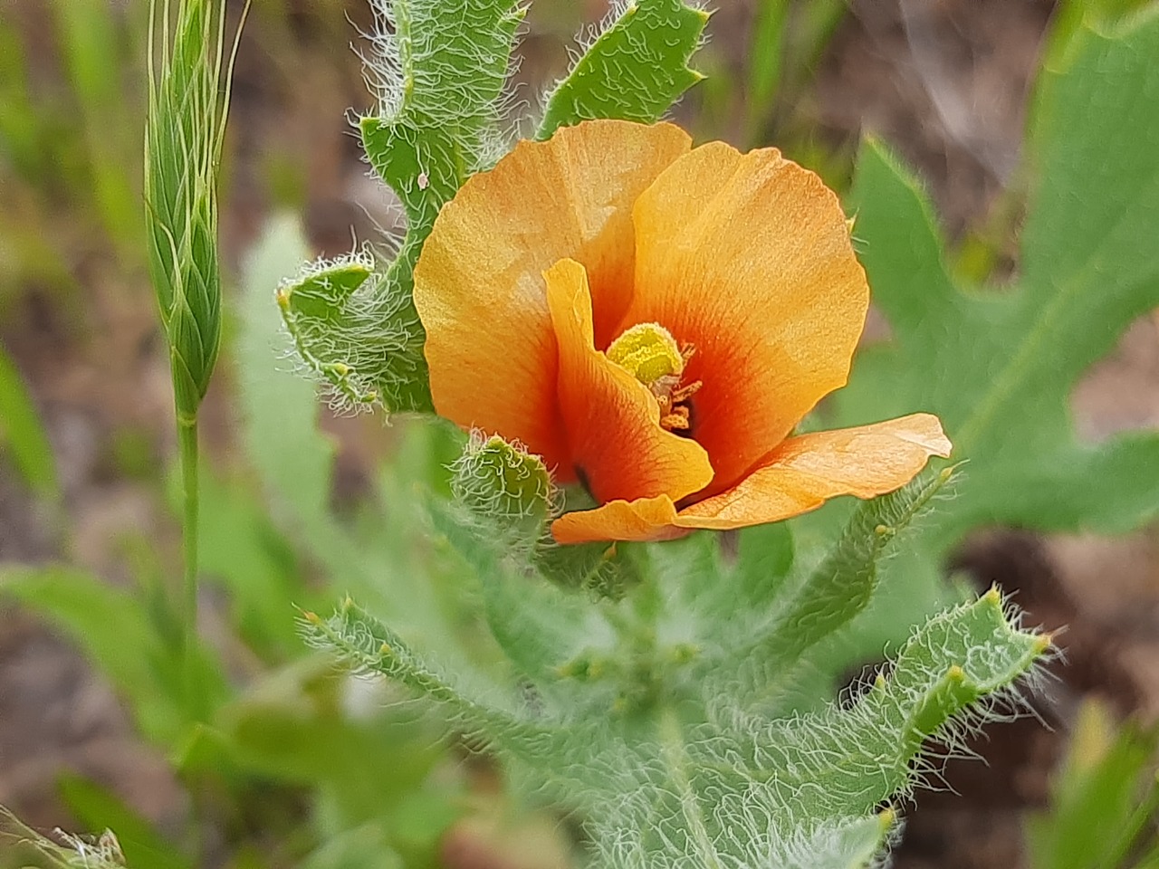 Glaucium corniculatum