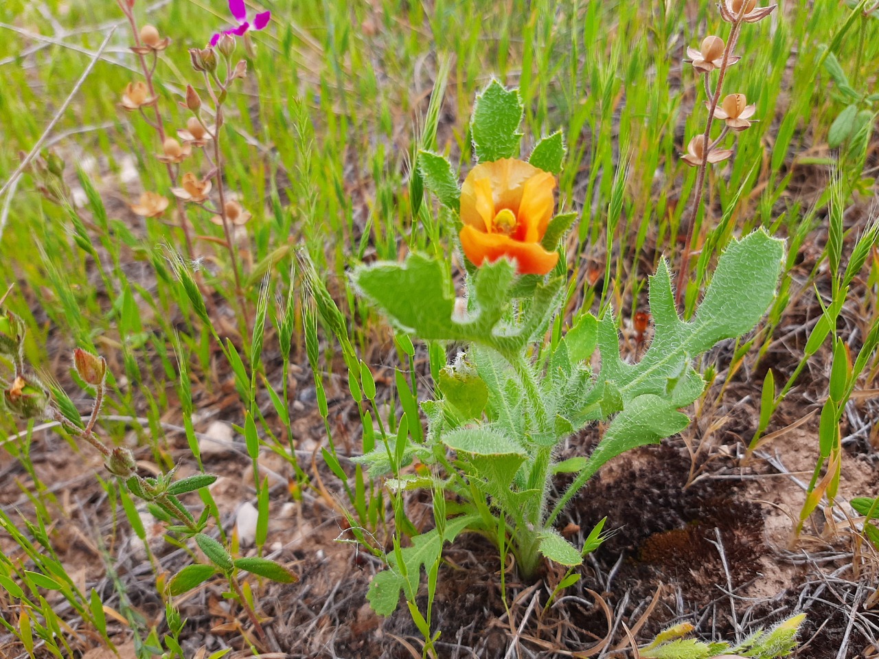 Glaucium corniculatum