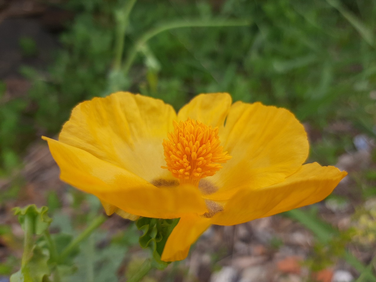 Glaucium corniculatum