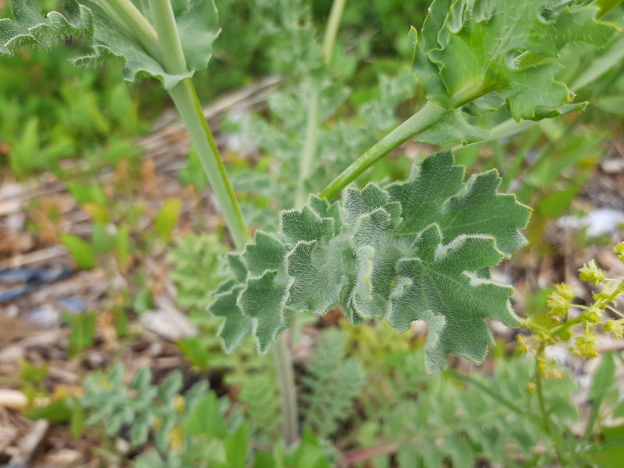 Glaucium corniculatum