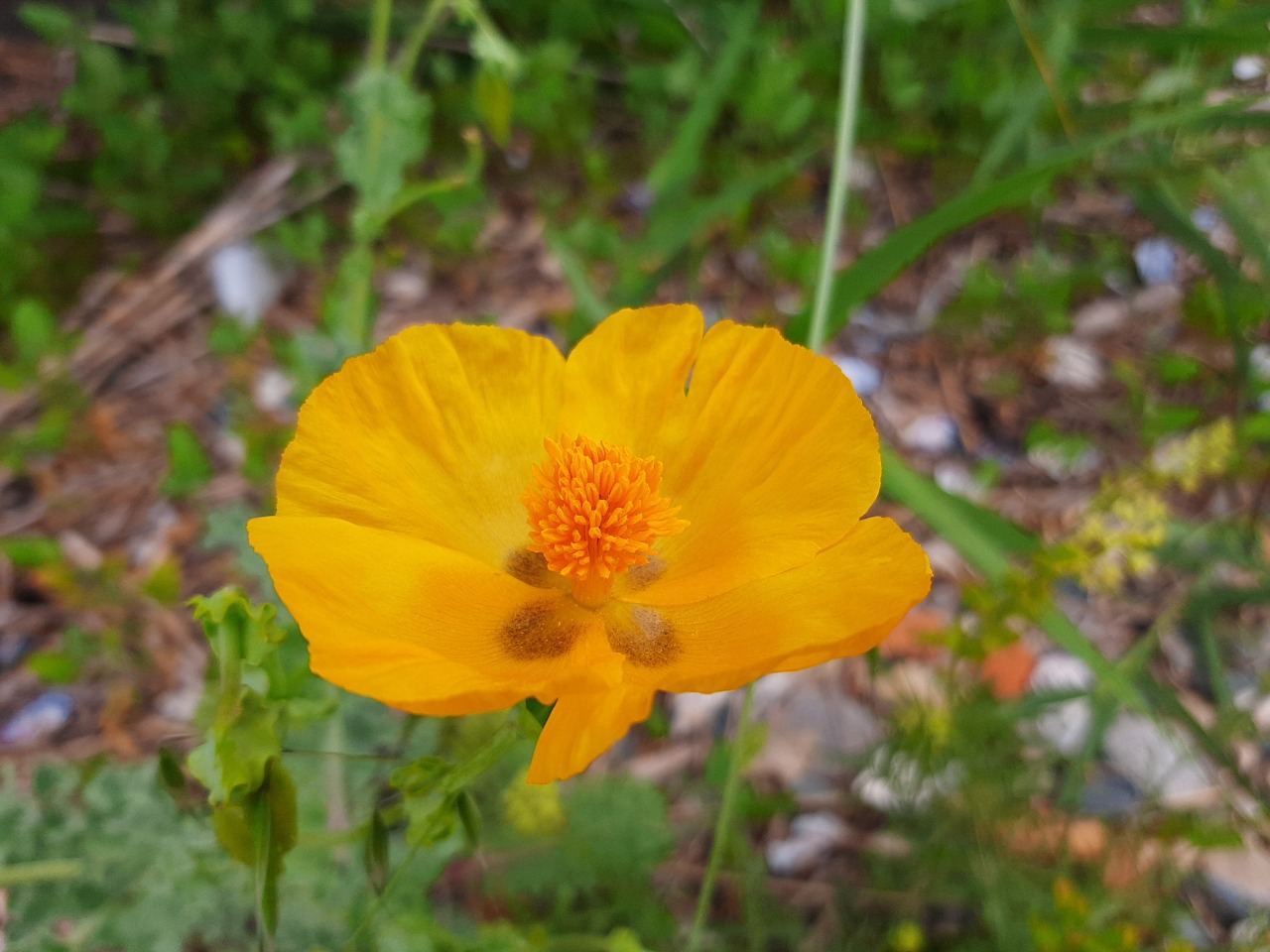 Glaucium corniculatum