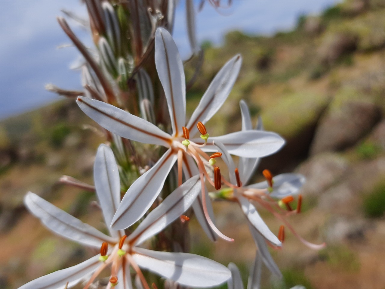 Asphodeline damascena