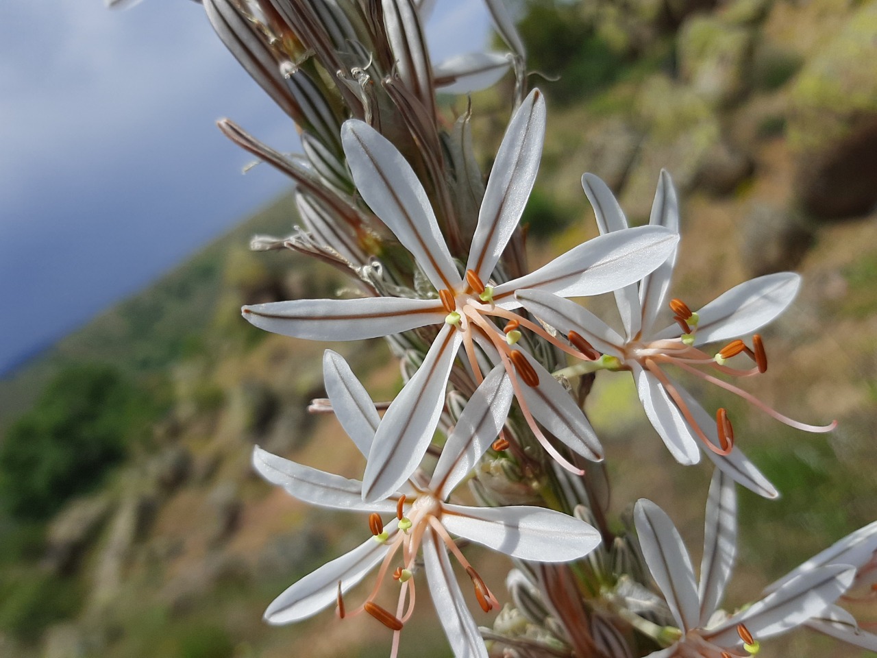 Asphodeline damascena