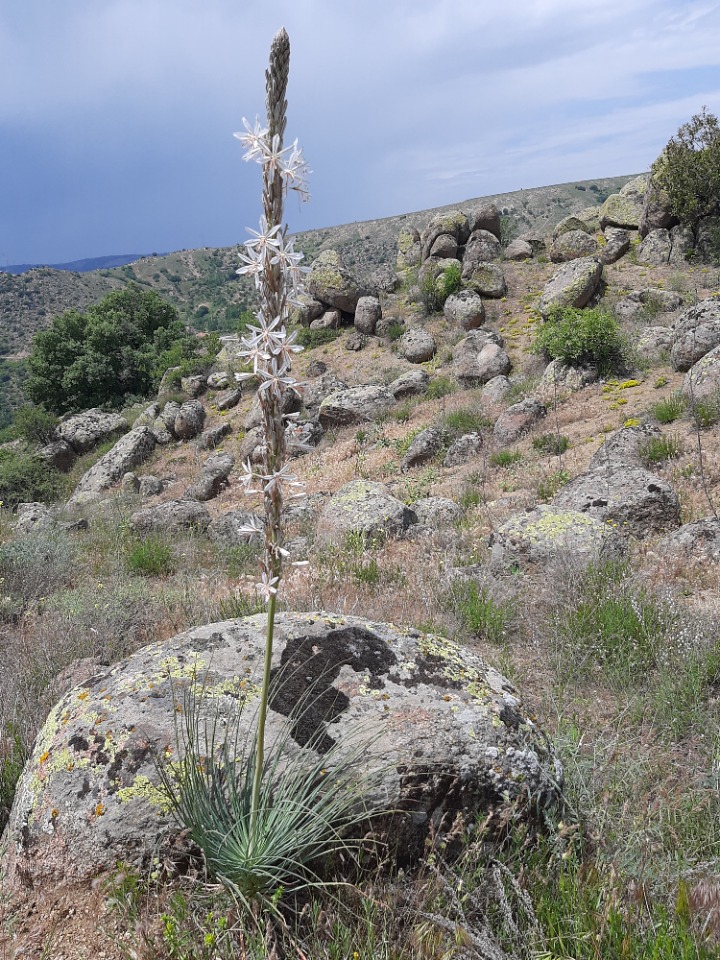 Asphodeline damascena