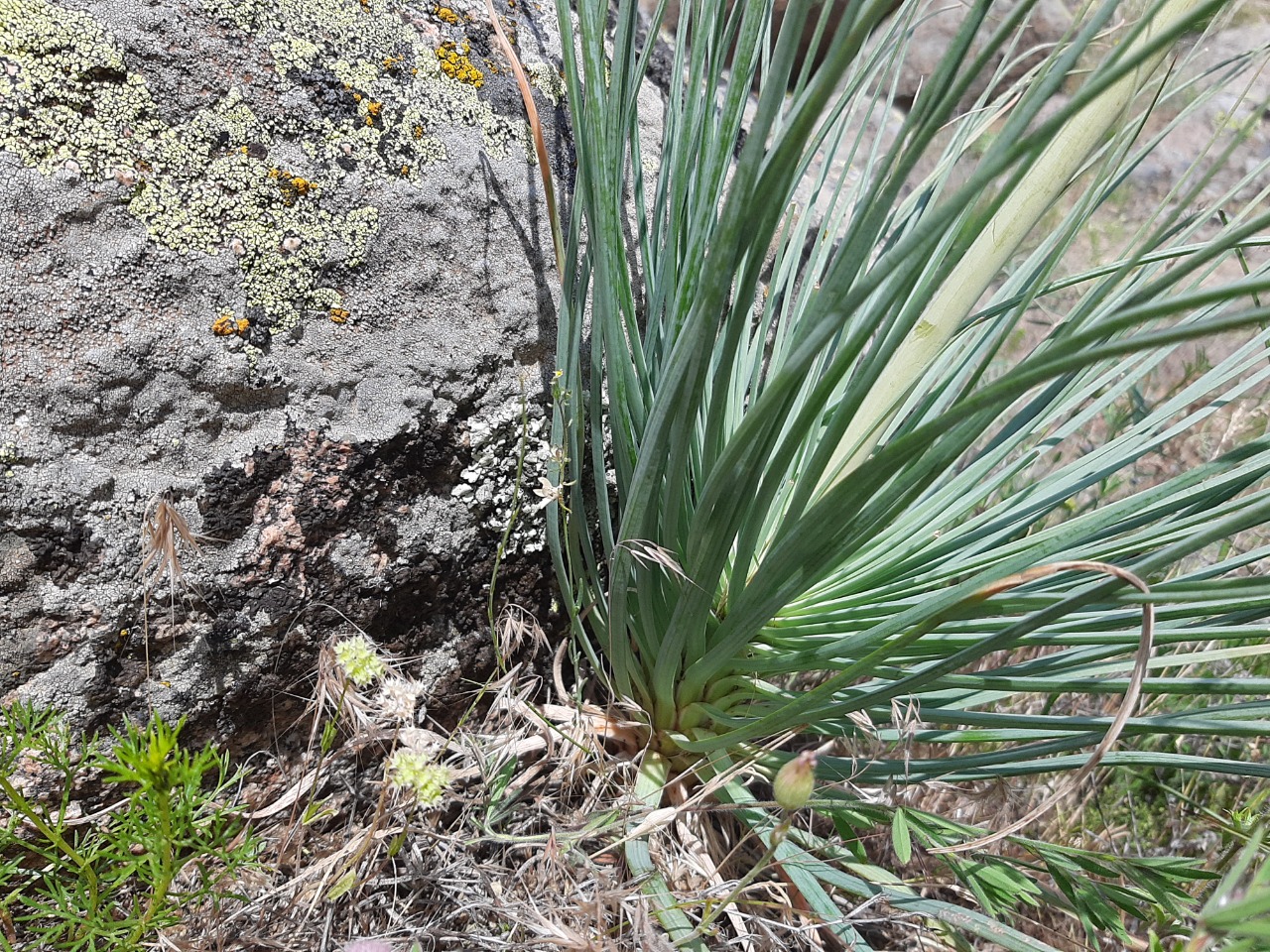 Asphodeline damascena