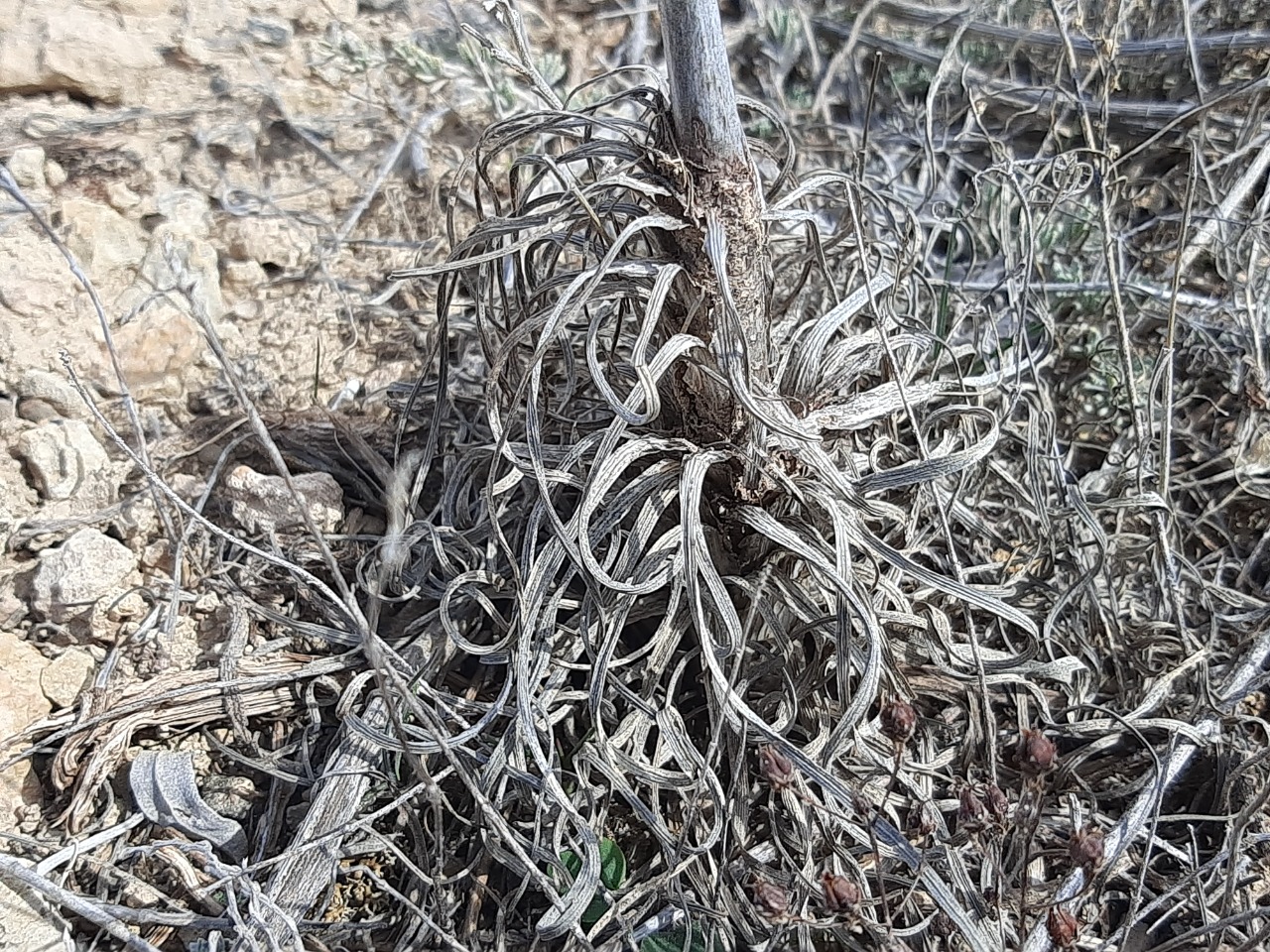 Asphodeline damascena