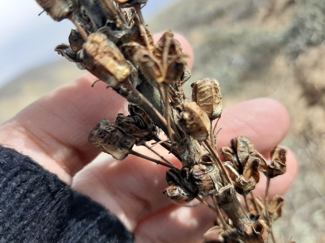 Asphodeline damascena