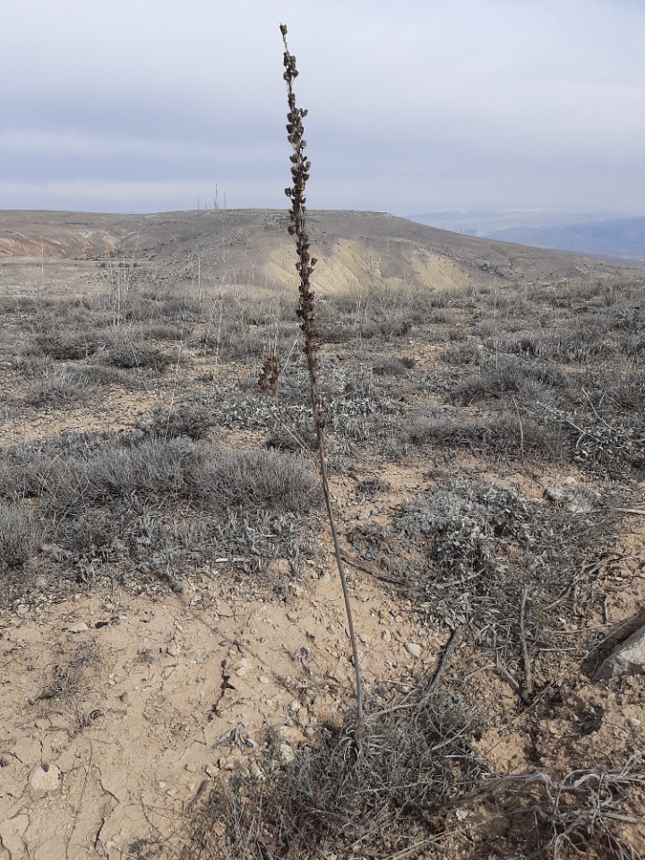 Asphodeline damascena