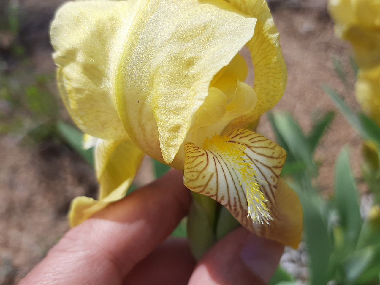 Iris purpureobractea