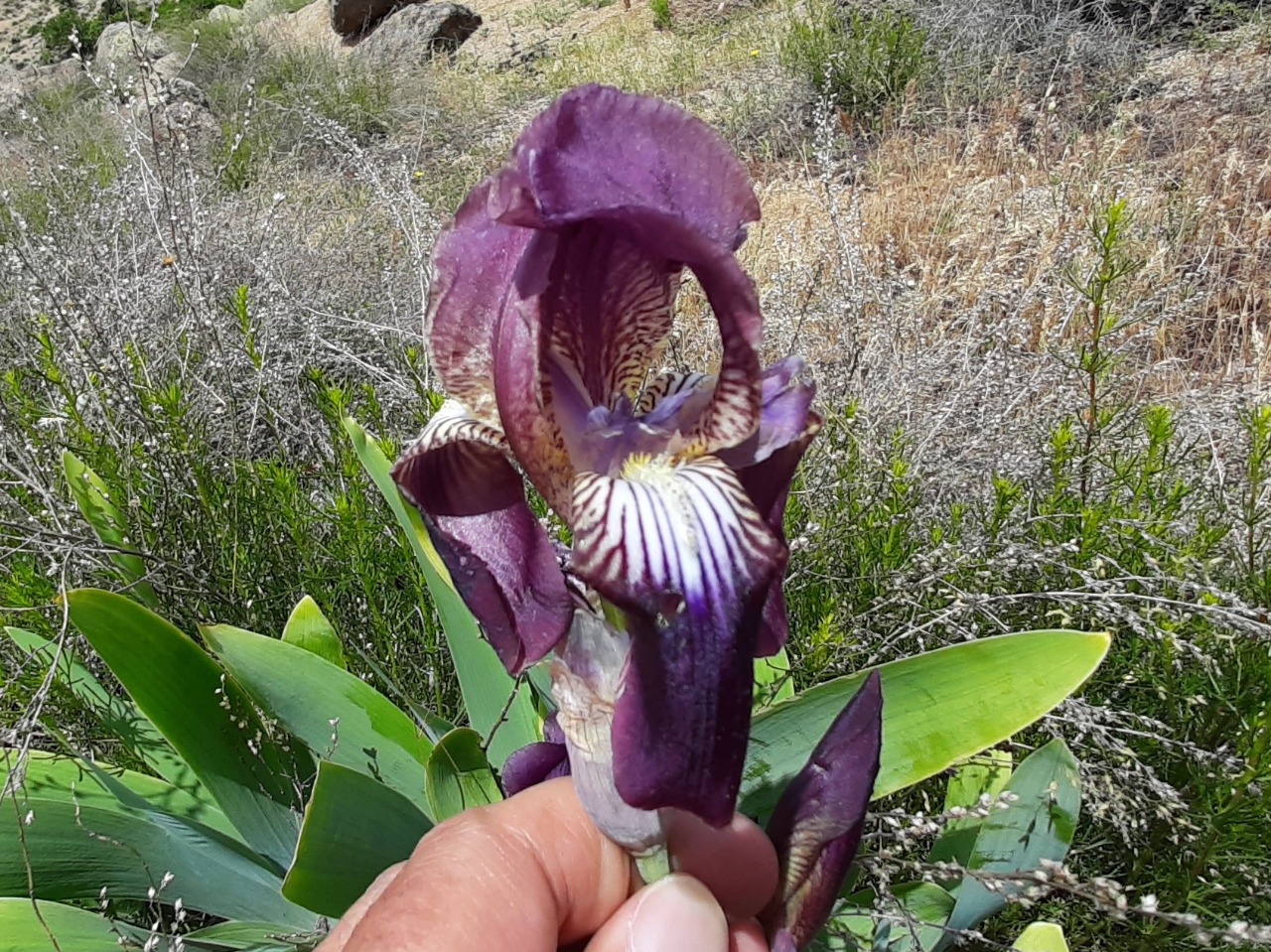 Iris purpureobractea