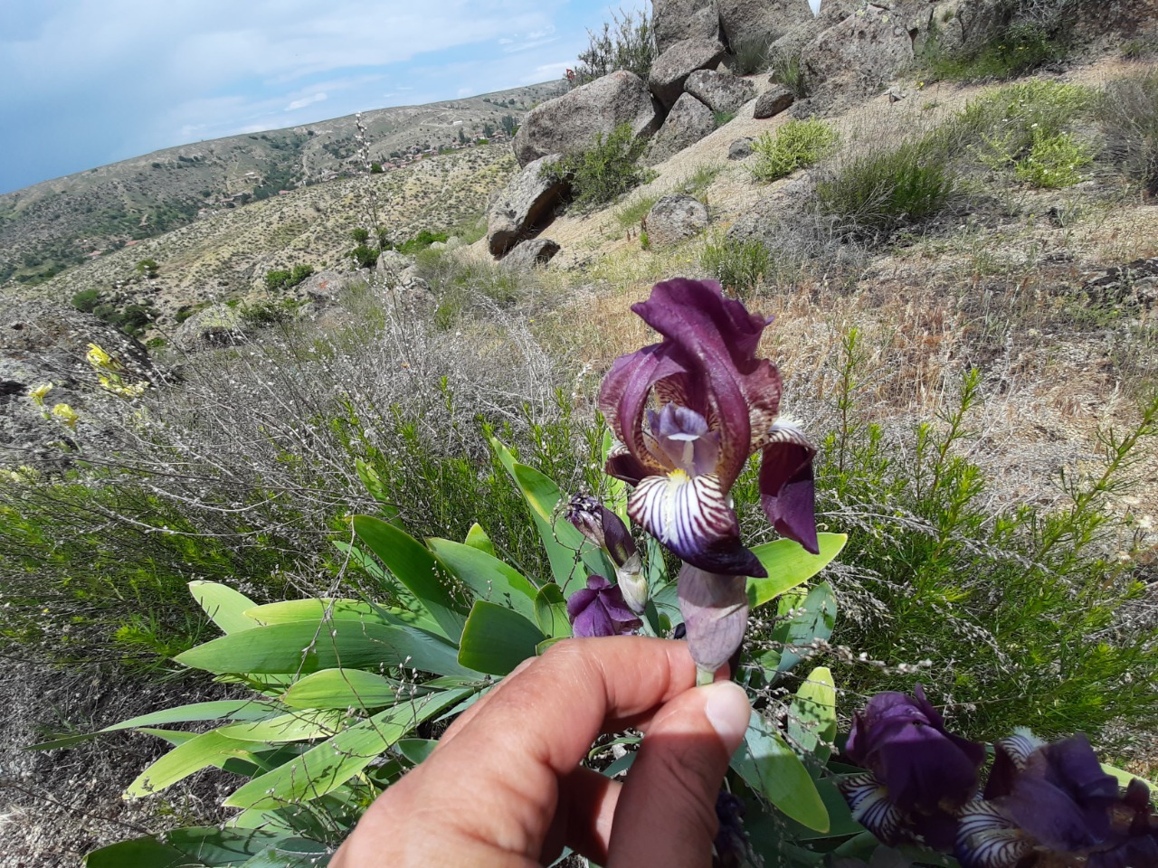 Iris purpureobractea