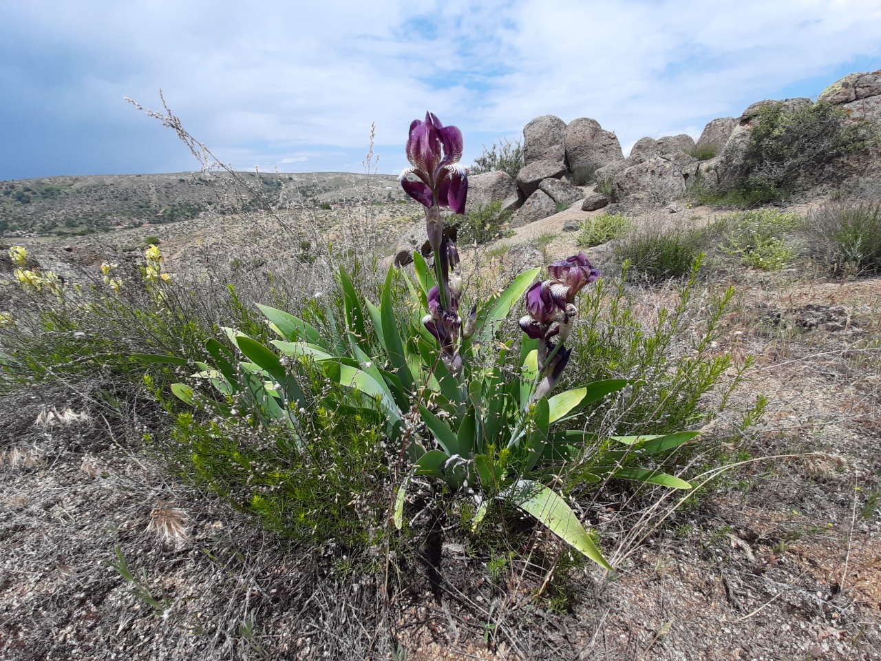 Iris purpureobractea