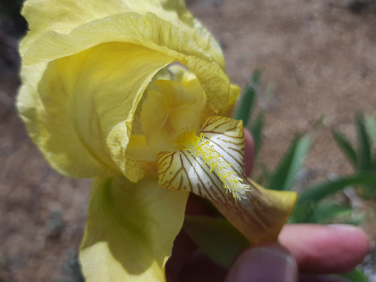 Iris purpureobractea
