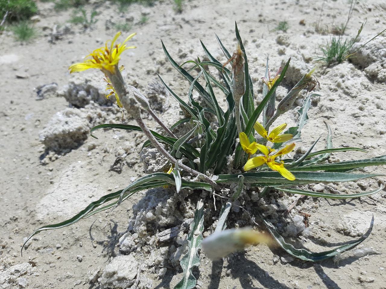 Scorzonera mollis