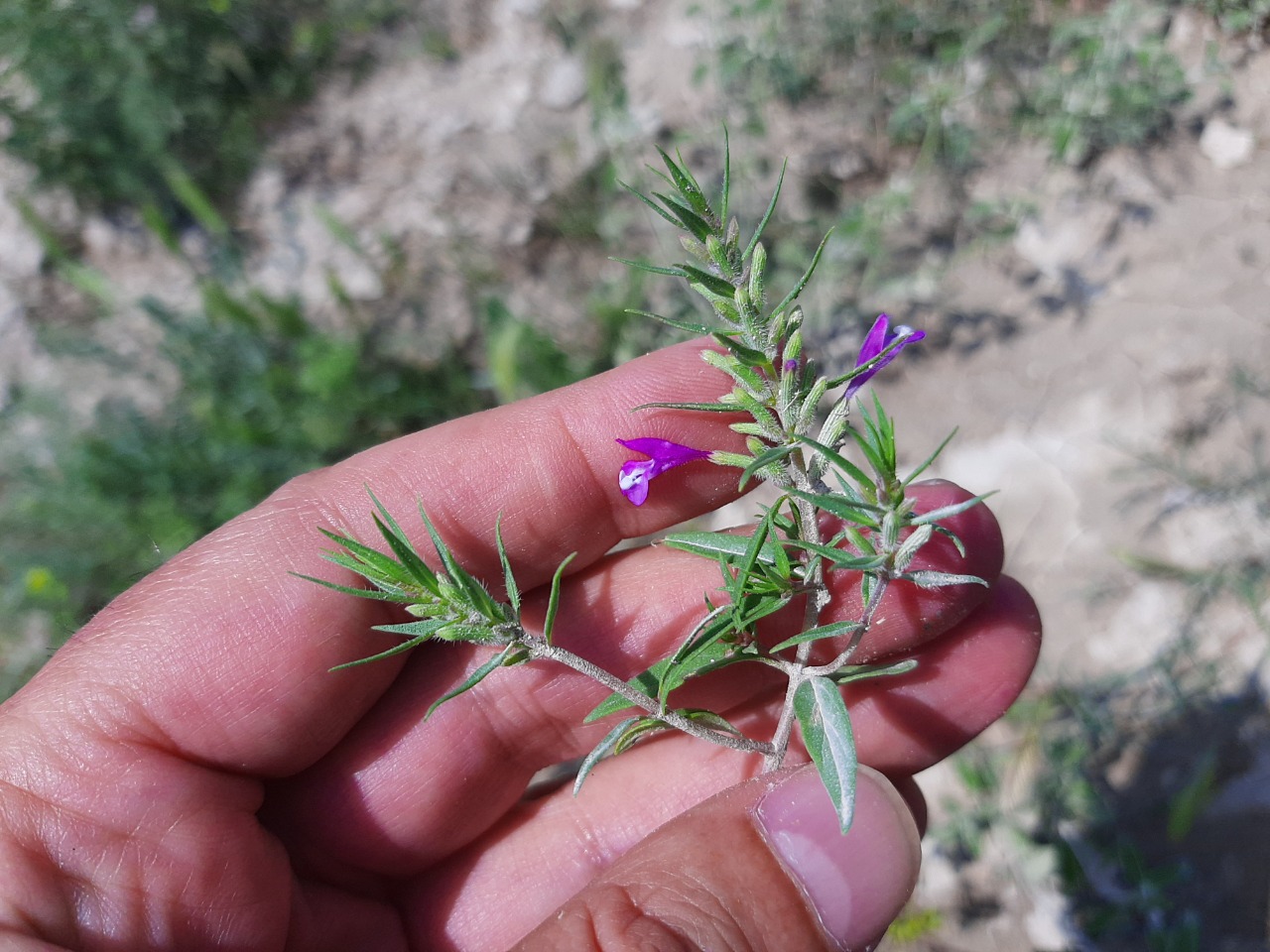 Ziziphora persica