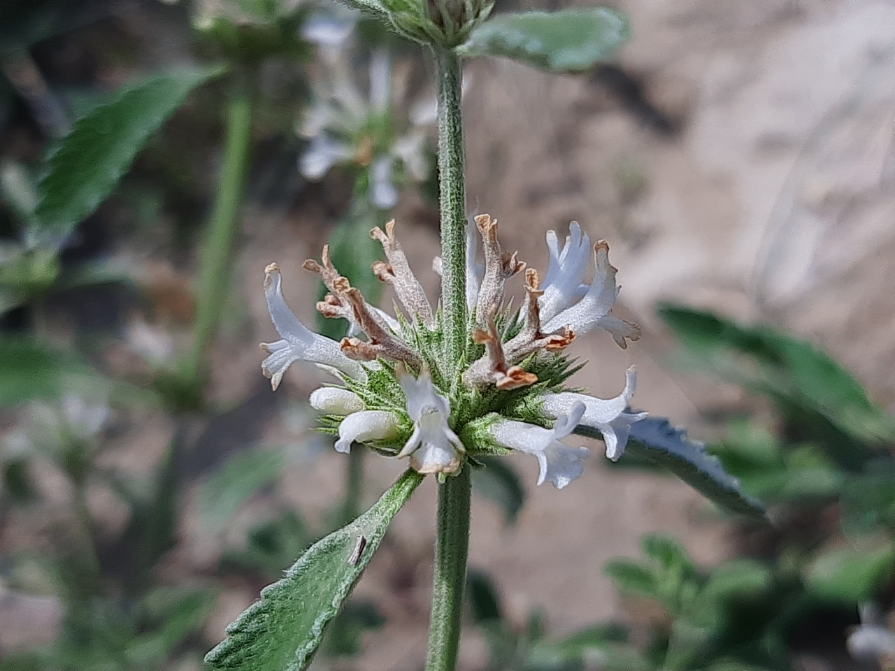 Marrubium parviflorum