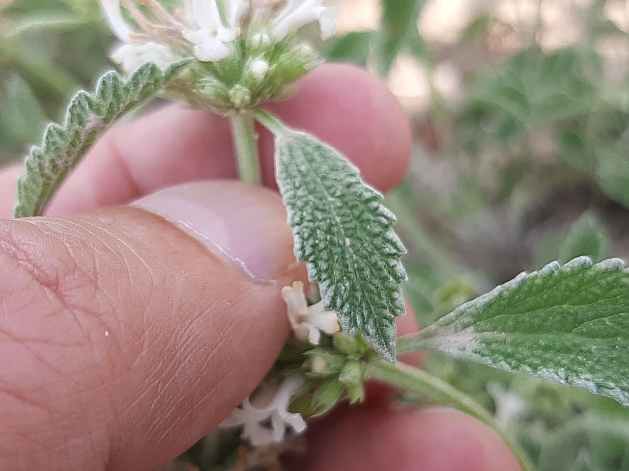 Marrubium parviflorum