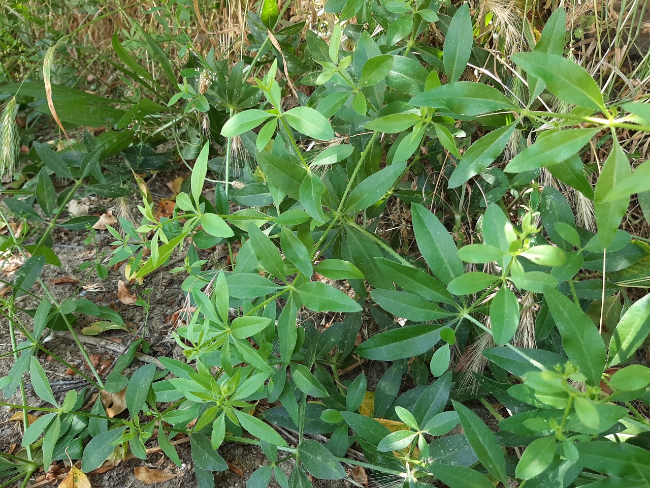 Rubia tinctorum