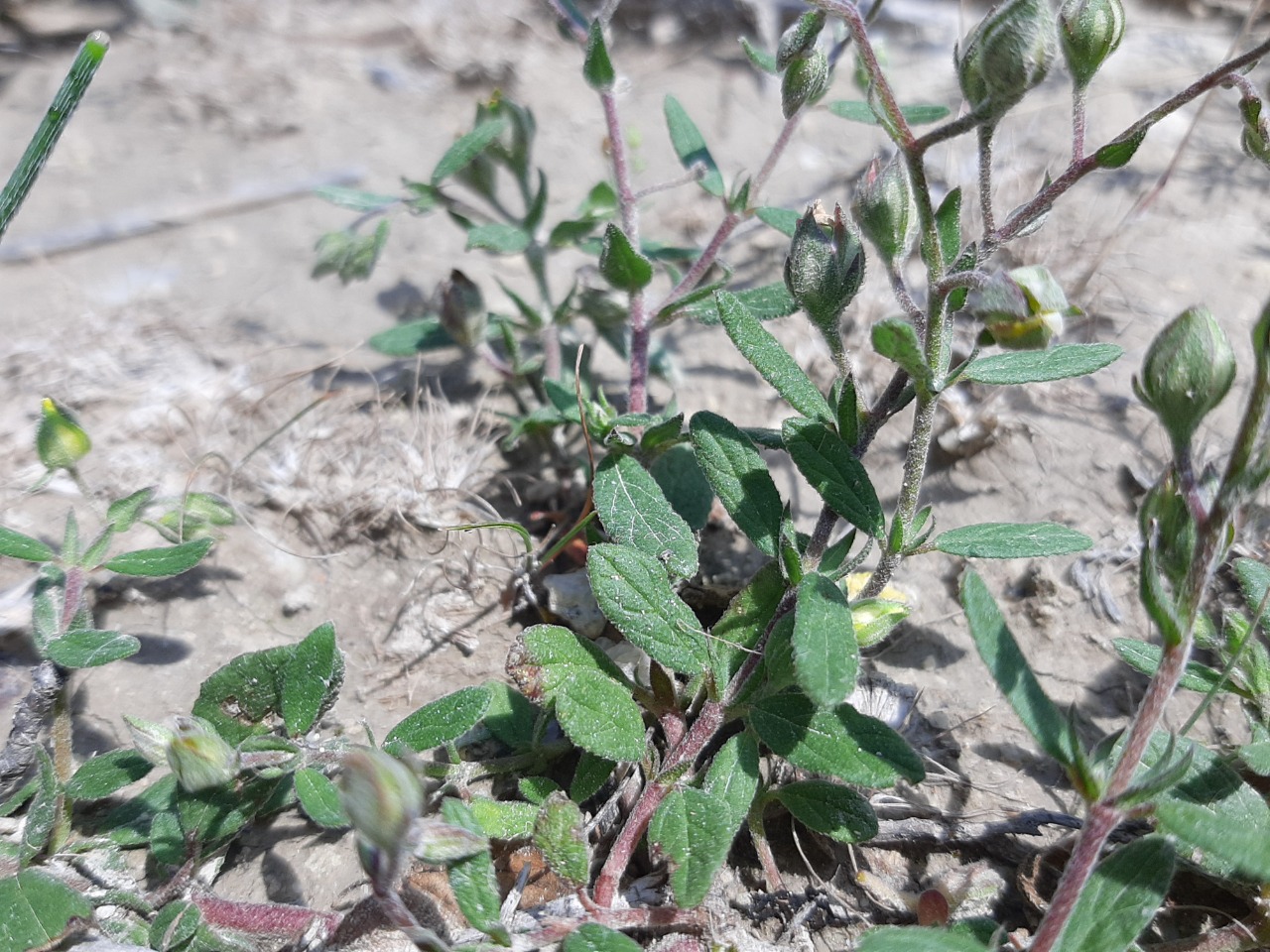 Helianthemum salicifolium