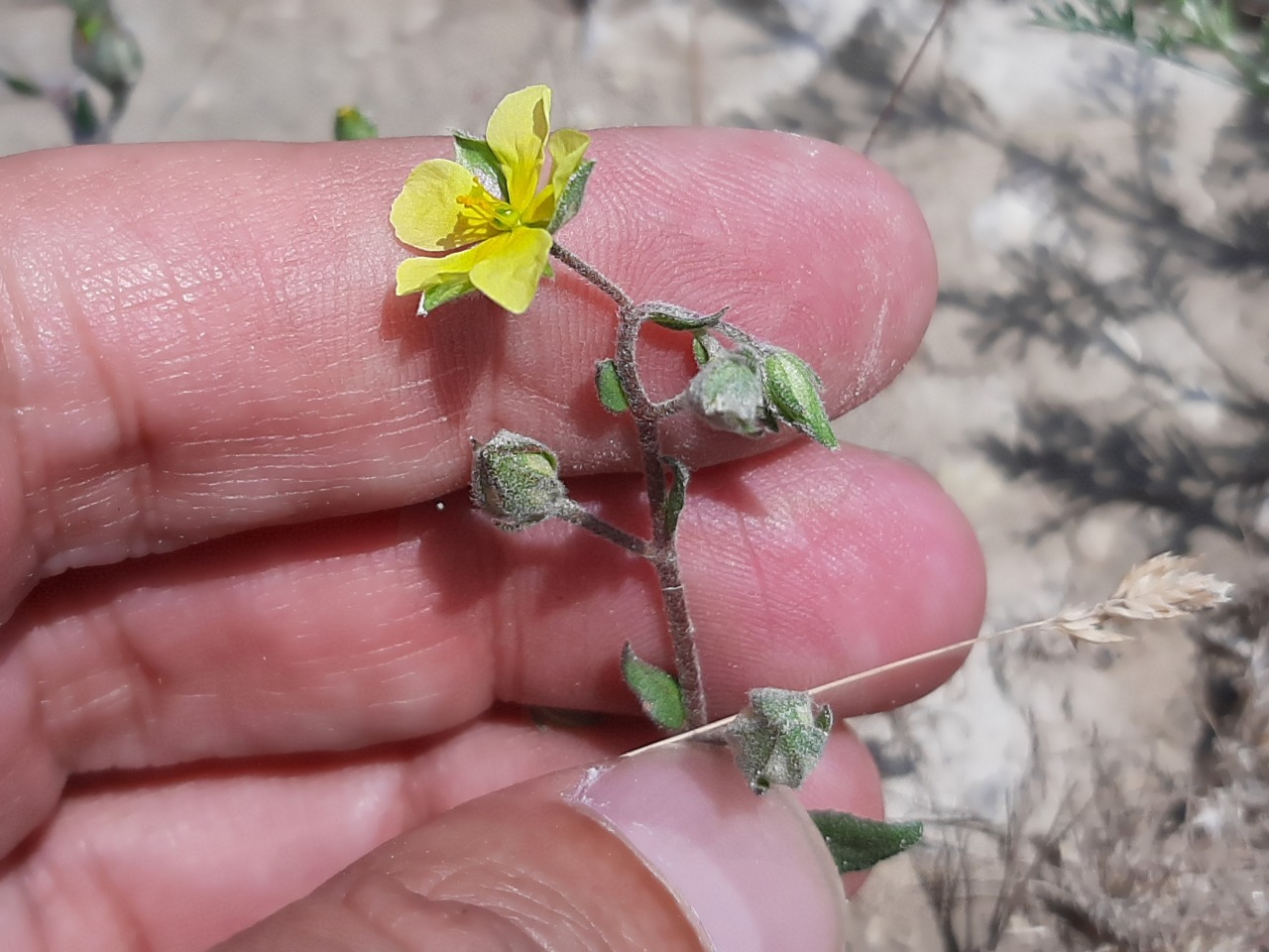 Helianthemum salicifolium