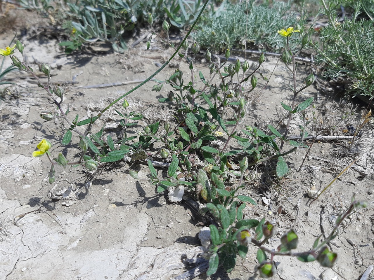 Helianthemum salicifolium