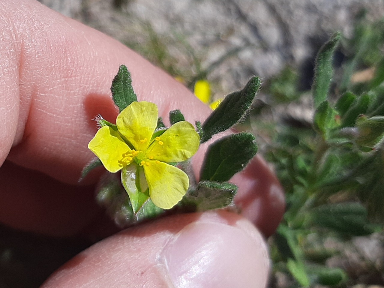 Helianthemum salicifolium