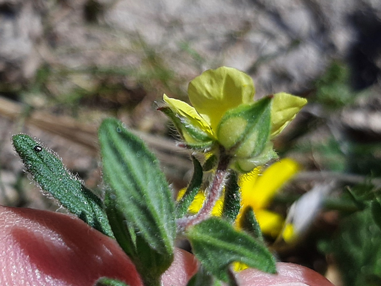 Helianthemum salicifolium