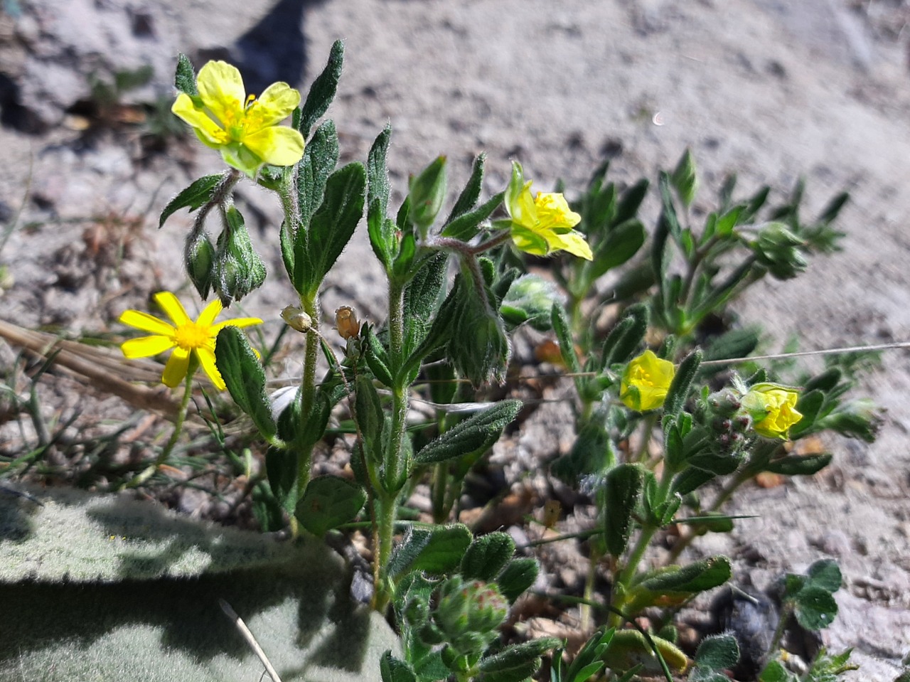 Helianthemum salicifolium